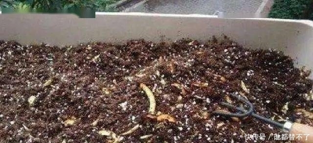 香蕉皮|香蕉皮别扔,加勺子“粉末”泡一泡,就是养根“万能肥”