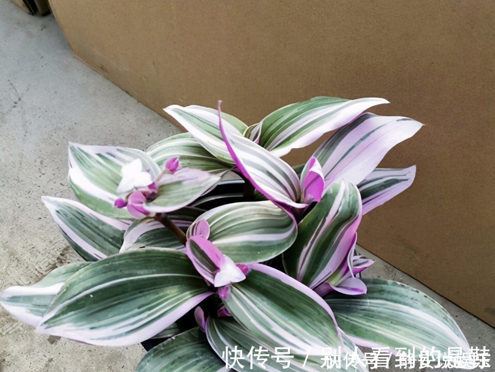 自带浪漫气质的油画婚礼吊兰,叶片似花一样好看,和吊兰一样好养