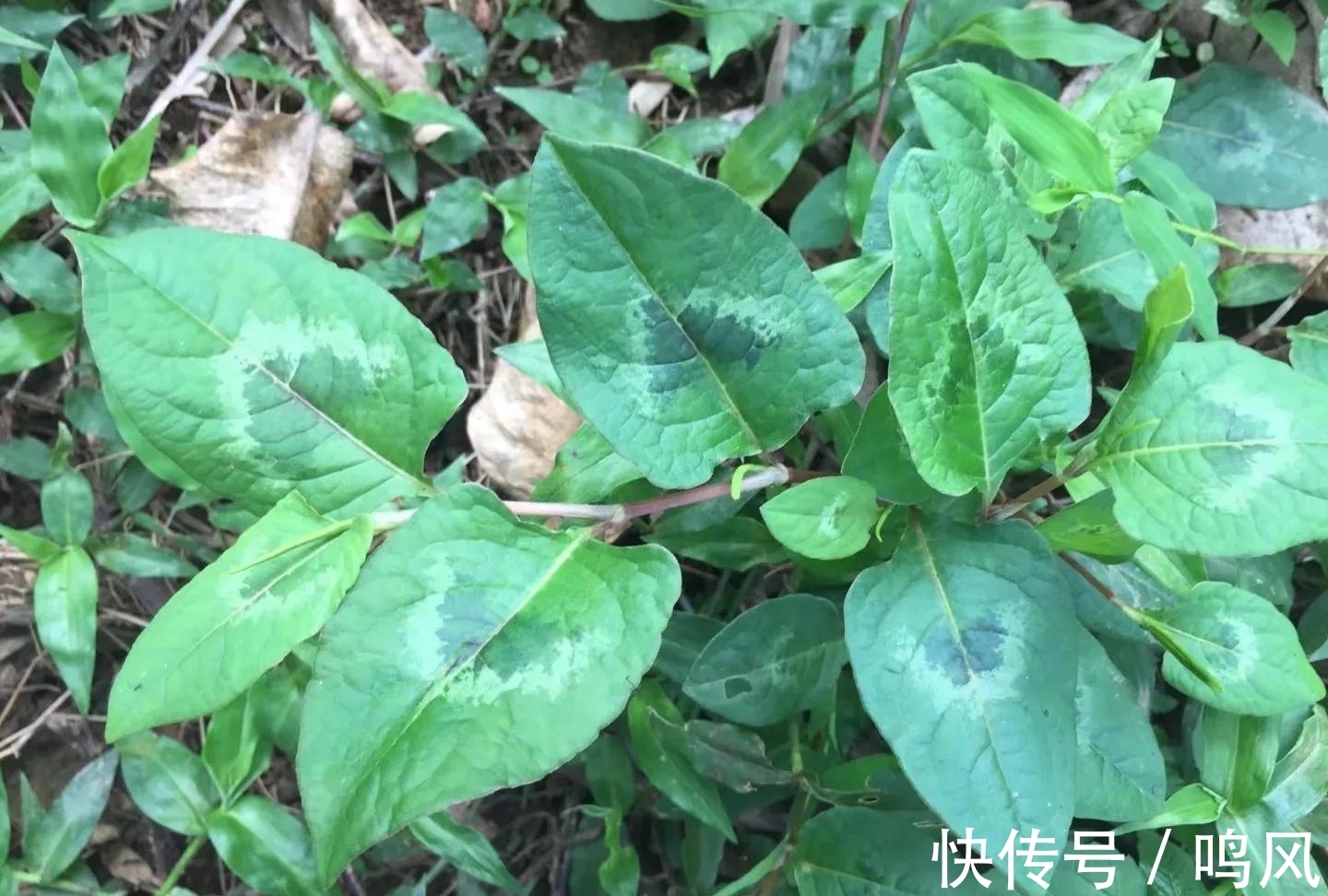 民间|春节后湿气重，2种民间“祛湿王”，偶尔煮水喝，祛除湿气身体好