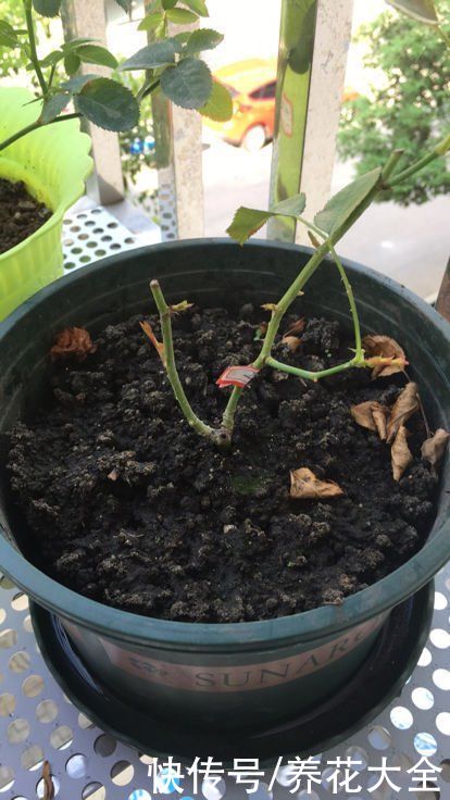 春天养花最好用营养土，好处有3点，性价比超高