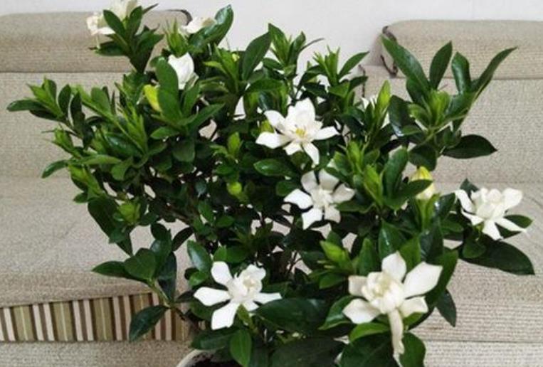 养花高手都在养这6种花，四季开花非常美，最后3种“香味”足