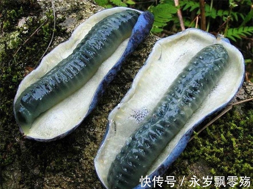 灌木|植物界的十大奇葩，你可能1种也没见过！