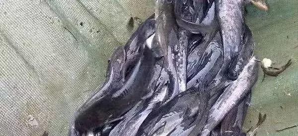 清道夫|中国最难吃的7类鱼,你若是全吃过,请允许我叫你一声“老渔民”