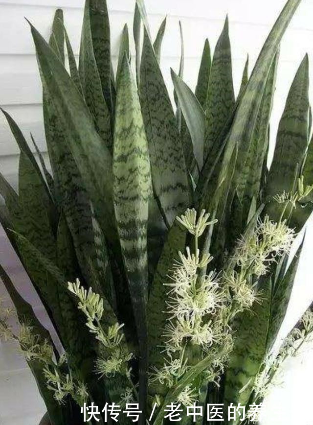 养这四种花,花盆小一些,浇水“懒”一些,盛夏酷暑也能生机勃勃!