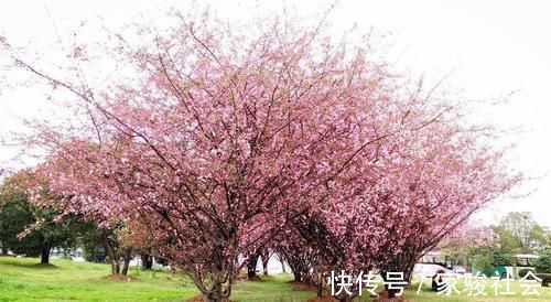 家门|家门前别乱种树，这3种树镇宅又养人，很多人都忽视了