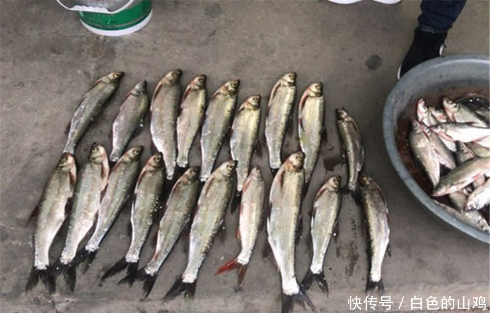 晚春手竿钓翘嘴,除了飞铅钓效果好,还有民间这些“土方法”