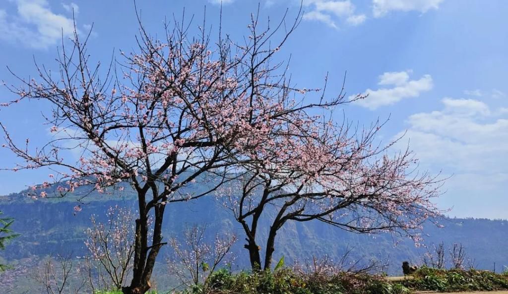 春日好去处！营盘桃花开了，你不来看看吗？