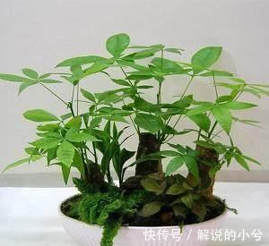 原来发财树要这样养才能绿油油,难怪我之前养的老是烂根