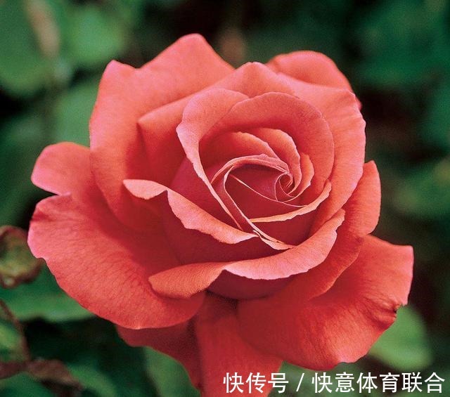 灌木|浓香月季品种大盘点,20个强香品种图文介绍。种一颗满屋飘香!