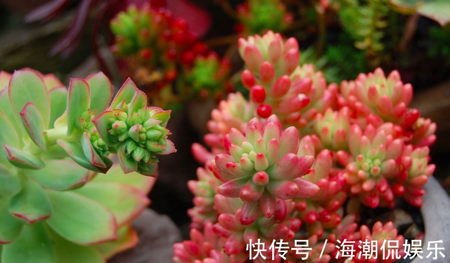 叶片|生命力强大的九种多肉植物，新手入门备的几个品种