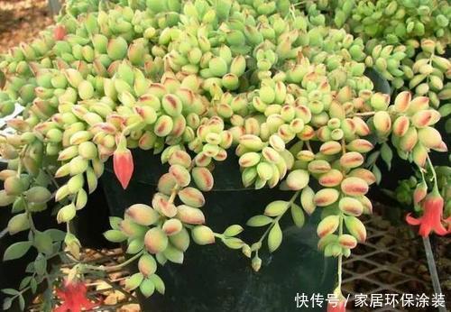 阳台|北阳台也能养殖的多肉植物,皮实耐阴颜值高,你值得拥有