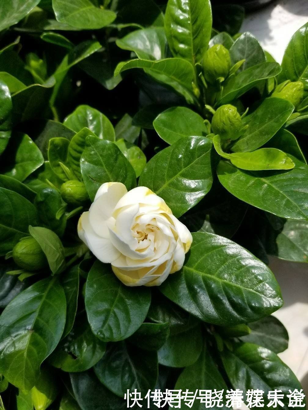 碱性|养花土碱性太大?3个方法轻松解决,养好花不成问题