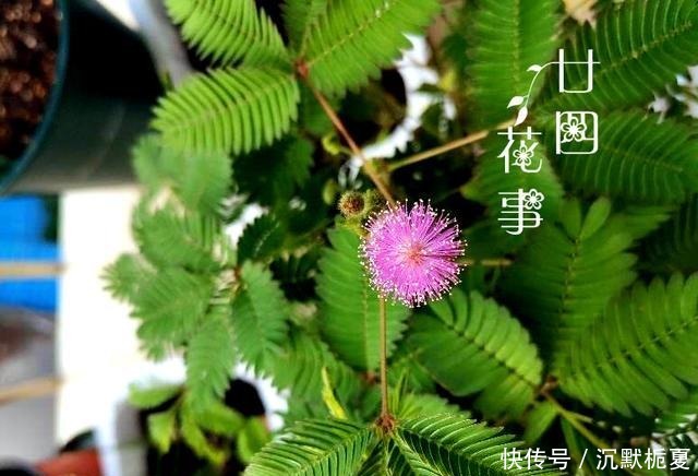  8种花“有毒”，你家可能就有一盆，养护需小心！