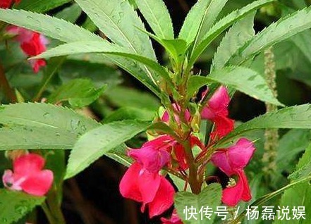 风湿|专家路边的野花,能祛风湿,解毒,活血止痛,远离妇科疾病