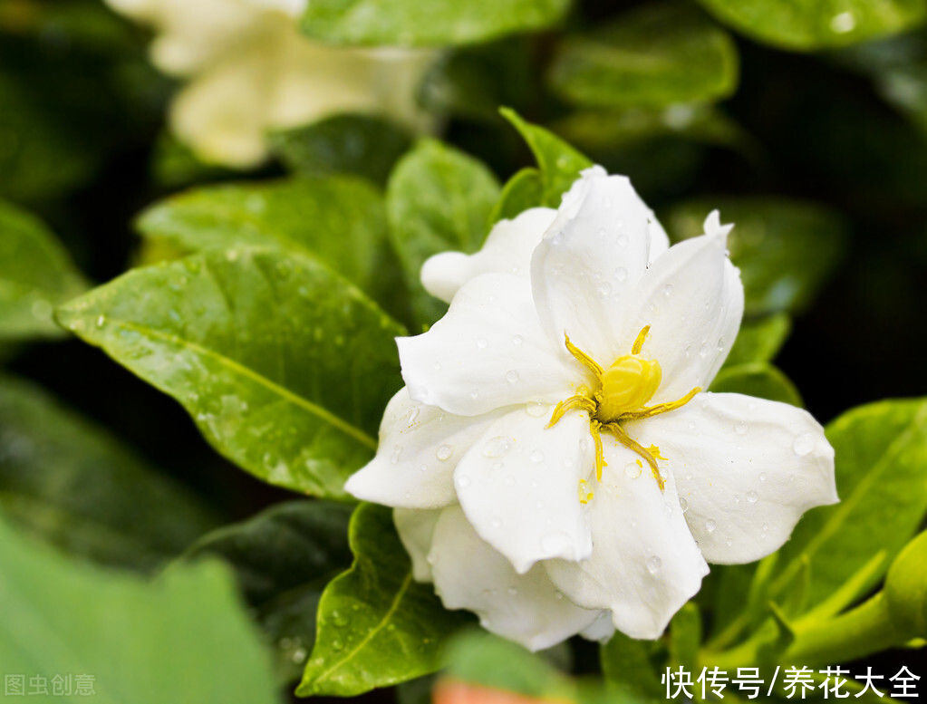 茉莉花|2种难养的花要注意，一不小心全挂掉，快来避坑