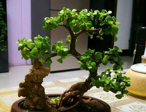 养3种花不要浇水在花叶上,轻则变丑重则腐烂,新手花友要注意