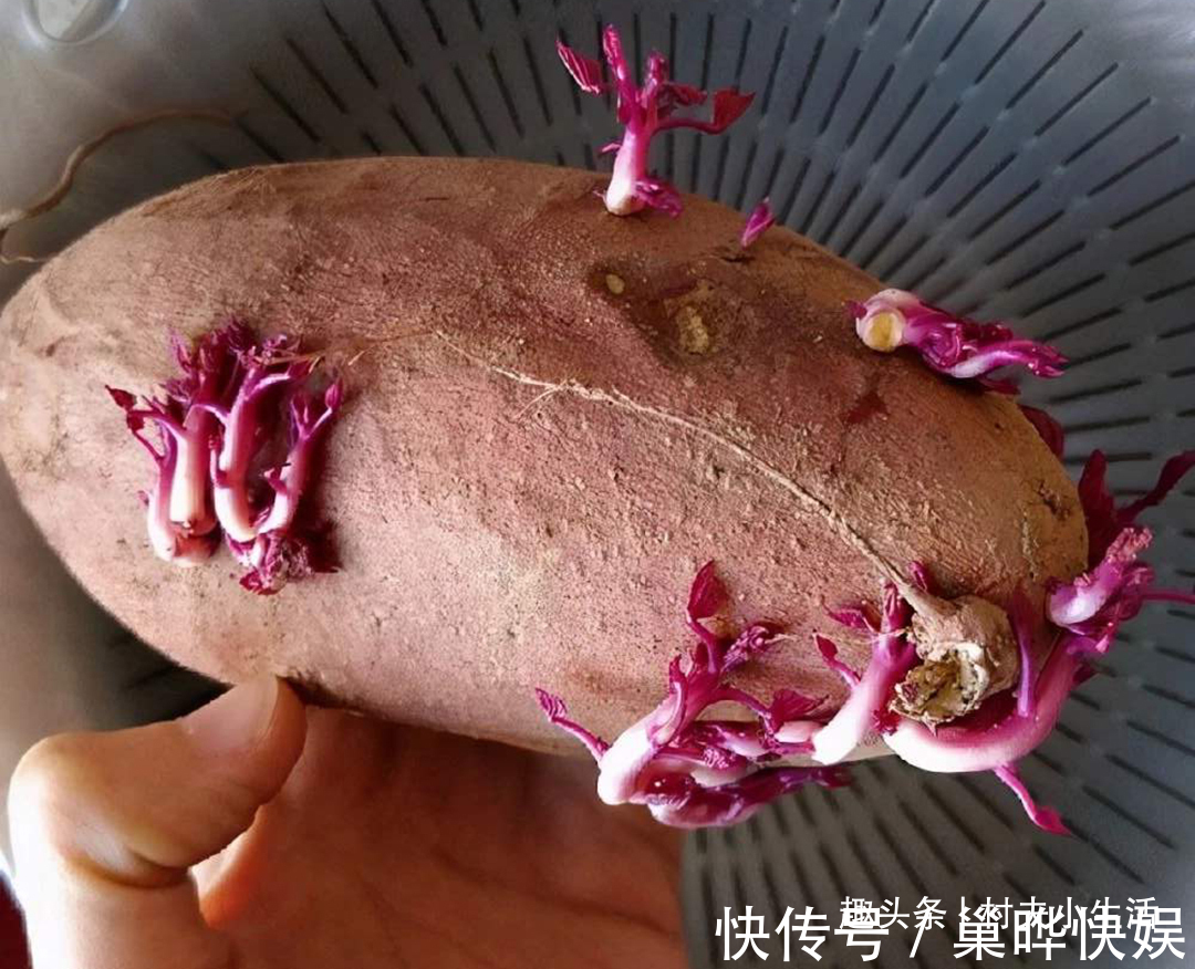 地瓜|保存红薯，放地上就错了，教你3个土方法，放上半年都很新鲜