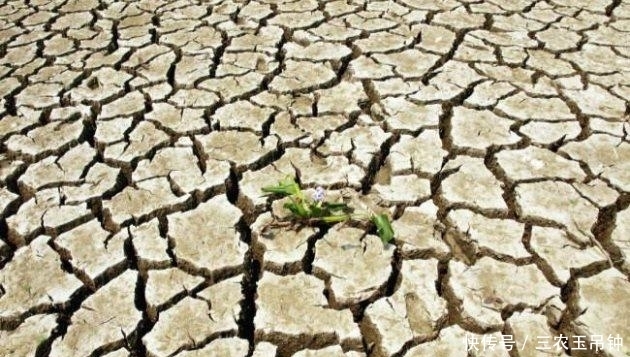 木糠|花盆土壤板结硬化怎么办? 无需换土, 轻松解决小技巧分享!