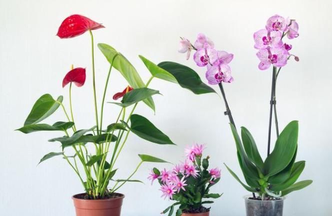 卧室不能养3种花,危害巨大隐患多,没地方摆也不要摆卧室