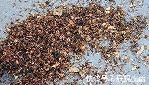 君子兰用这个土来养,根系肥壮,叶子又厚又亮,花开的越来越多