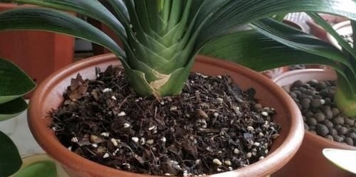 作为养花人，有机会就多收集些它们，看着不起眼却全是好东西