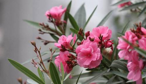  身体|这四种花不能随意养！虽然外表好看，但实际上却是有毒的！