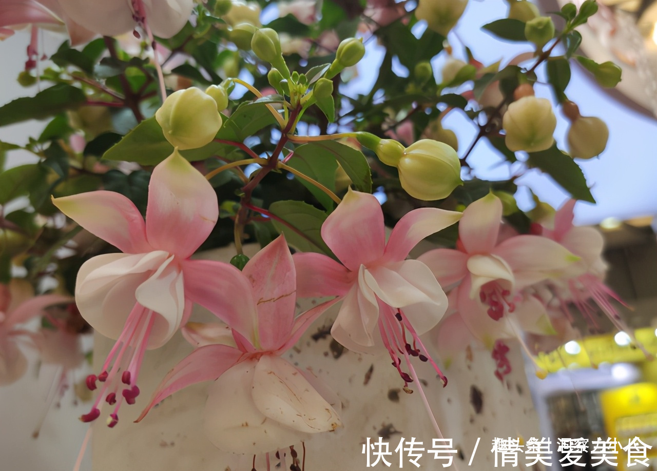 分化|被名字耽误的“三种花”,名字虽土颜值高,关键是高温夏季也勤花