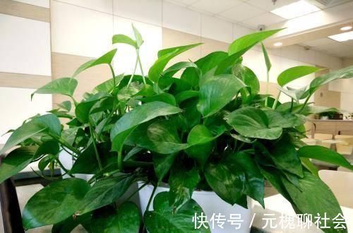 植物|君子兰总是养不活往花盆里加点“好东西”，让植物越长越茂盛