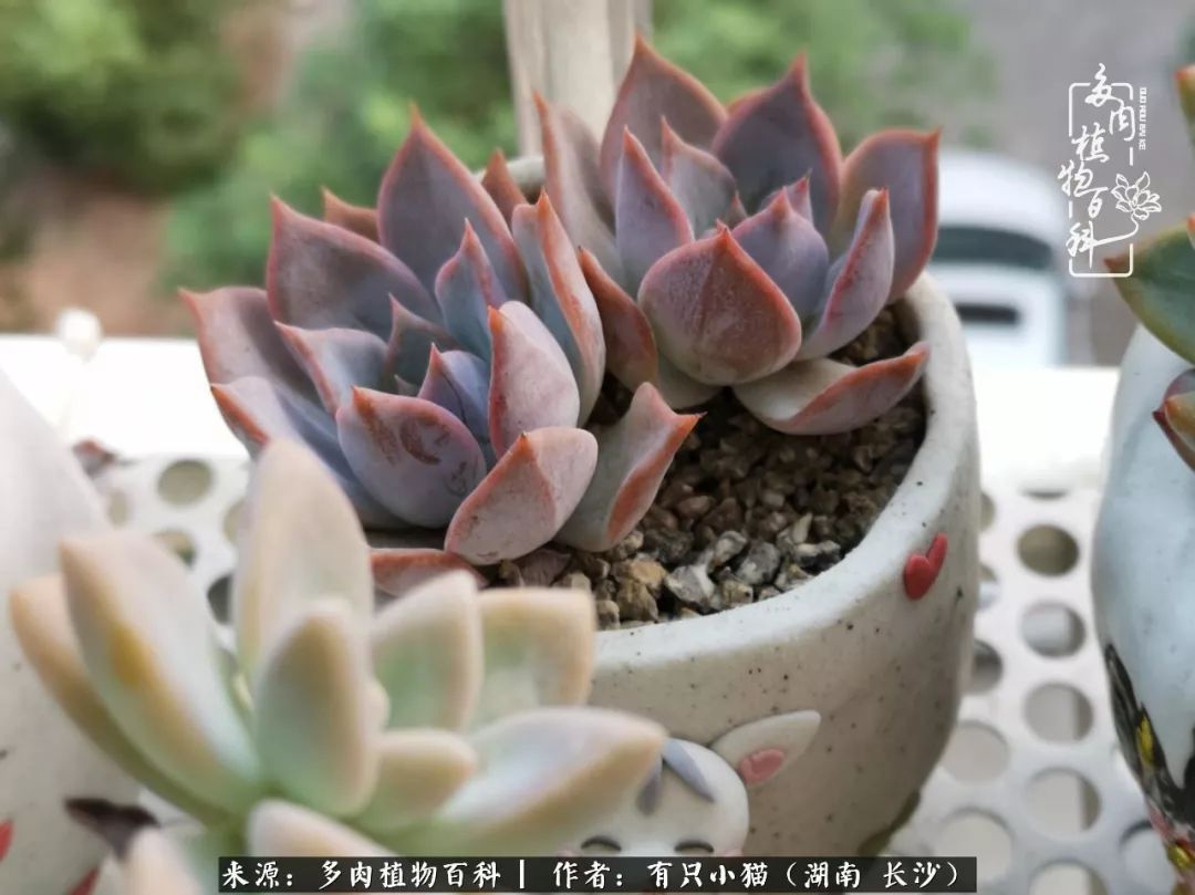 经历一个夏天的摧残,方知皮实好养的多肉才是真爱!