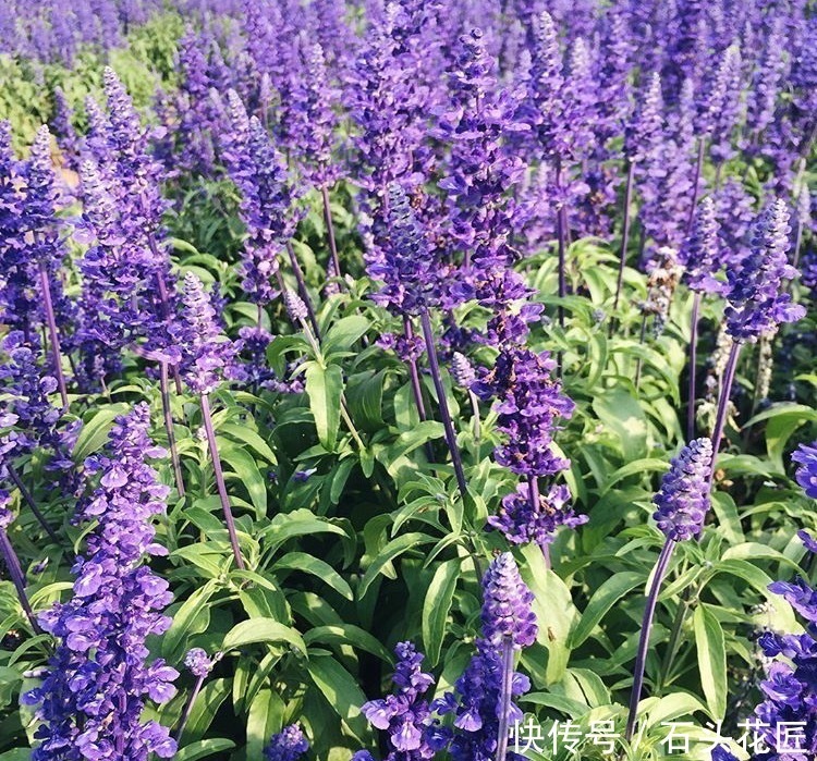 花朵|寓意“紫气东来”的5种花,养在家里“年年”都能开,太赞了