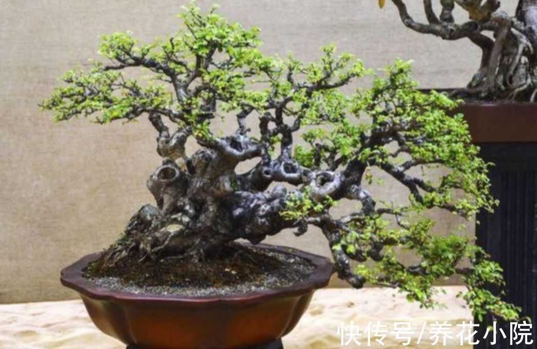 外面遇到3种树,适合做成盆景观,古朴苍劲观赏性强