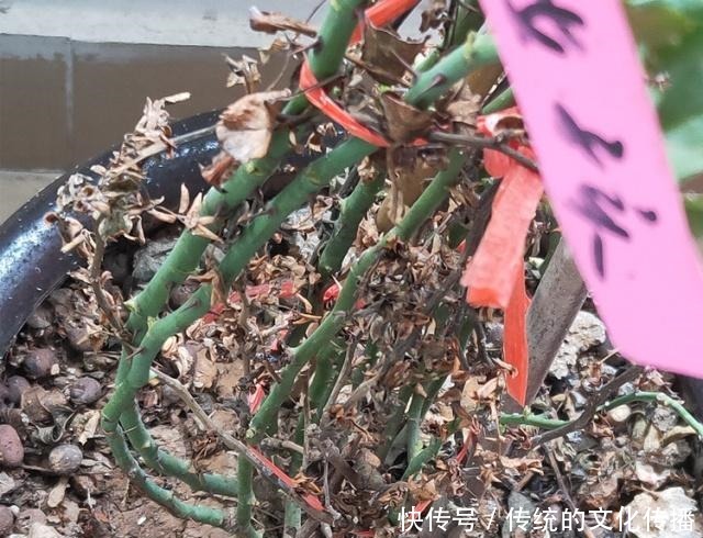 家里的月季,遭受了“虫害”,别拖着,教你4个“小方法”消灭掉!