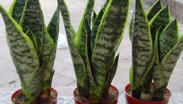 3种花号称空气净化器,冬季室内养几盆,空气清新家人舒心