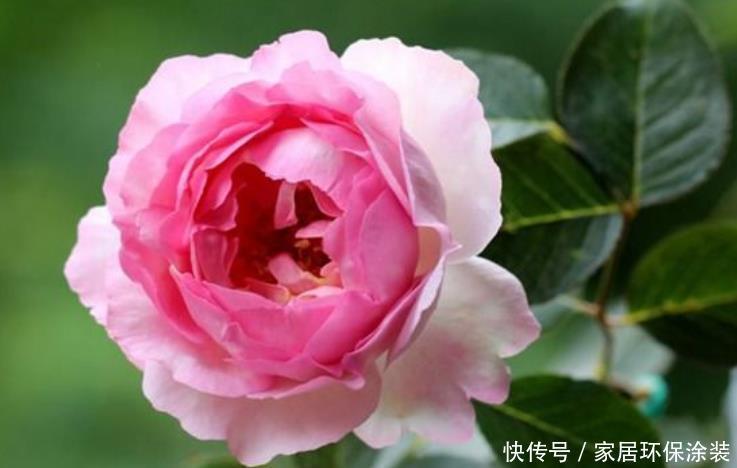 开花最香的4种花,家里养一盆,吉祥富贵,红红火火好运来!