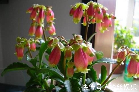 几种花卉花期长开花大,好养易活,花色艳丽迷人,新手必备!