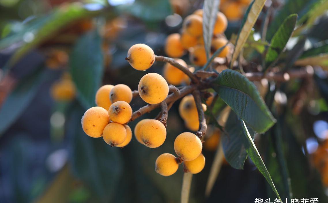 佛手|院子里适合种7种“镇宅树”,随便种一棵,“旺财添福”更旺家