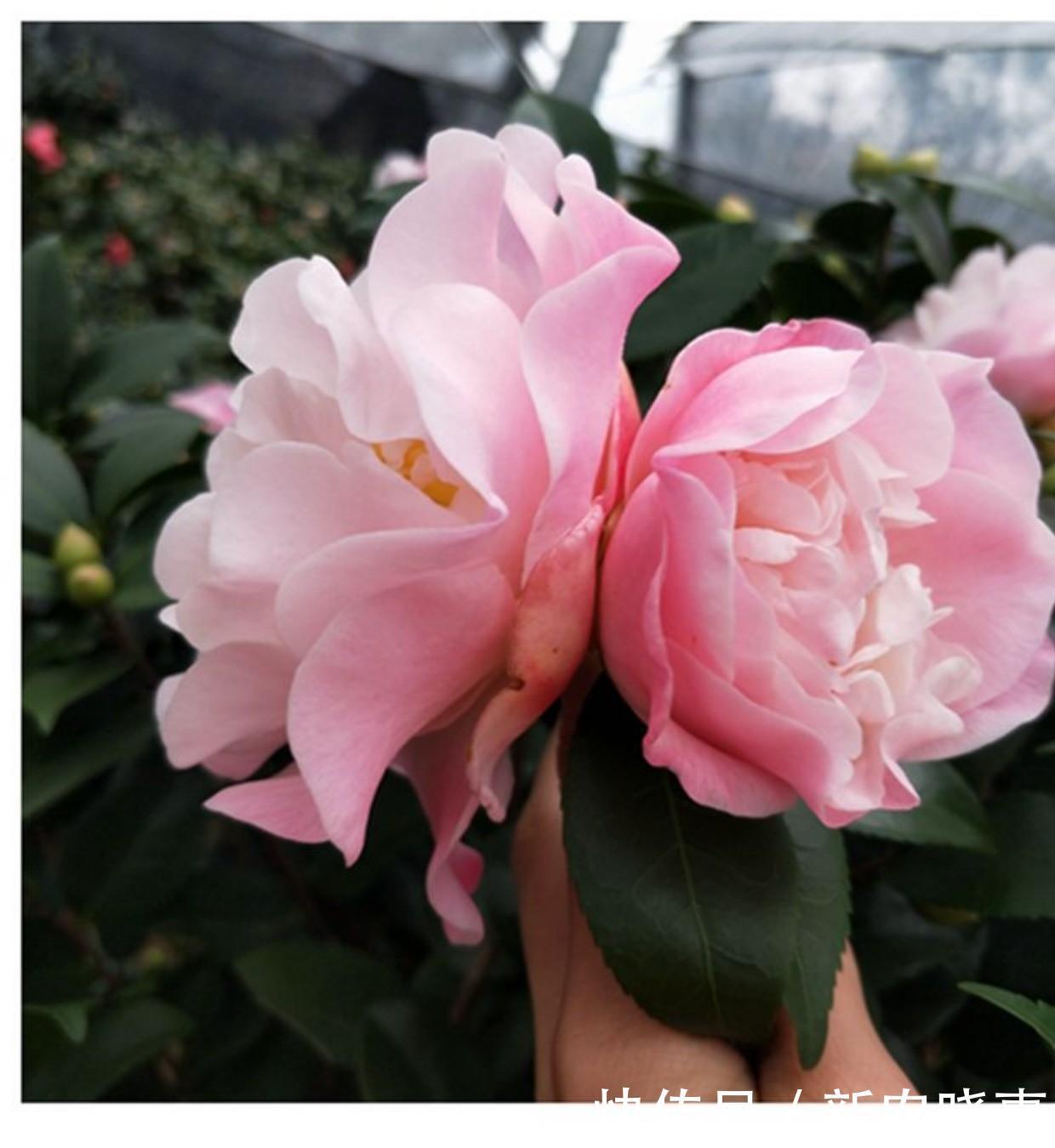 香妃茶花长得枝繁叶茂,全靠方法得当