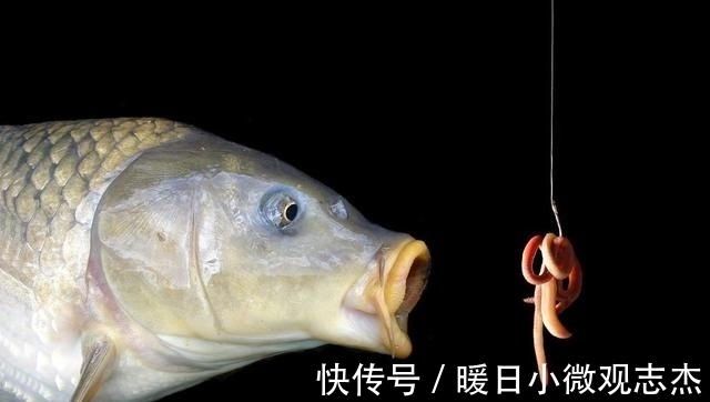鱼吃饵|蚯蚓钓大鱼,但要学会这样用蚯蚓,才能事半功倍