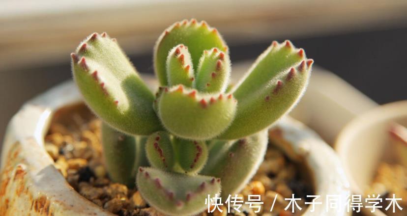 元凶|多肉植物熊童子没精神,早点检查下这3地方,可能马上找到元凶
