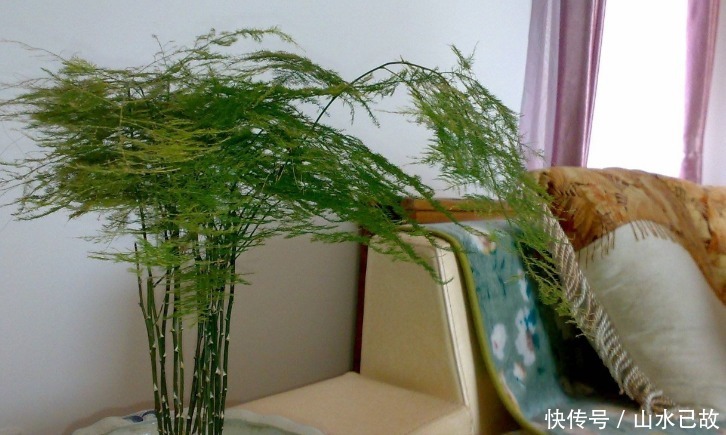 电视柜|家庭养花:室内盆栽别摆太满,不然问题多多