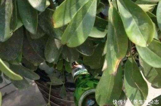 面包|养花土“硬邦邦”别担心,学会这“4招”,土壤松软像“面包”!