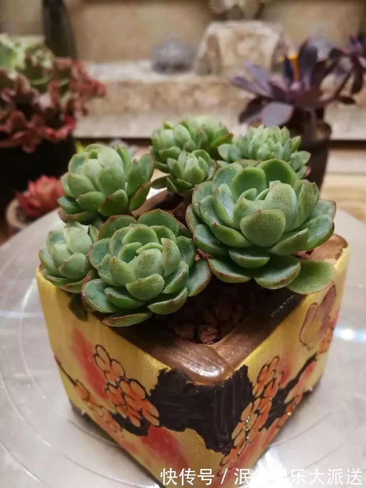 蚧壳虫|为肉痴狂!多肉植物也会用最美的容颜报答我们的勤劳付出!