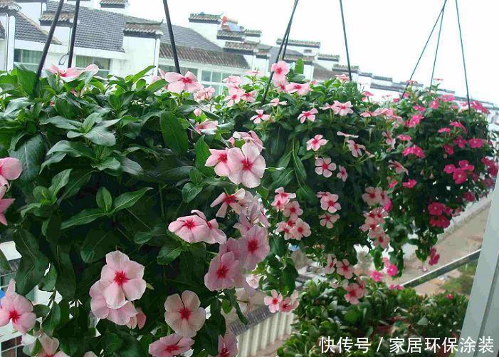 太阳花|阳台适合养的“6种花”,花色丰富,花期长,一直赏花六个月