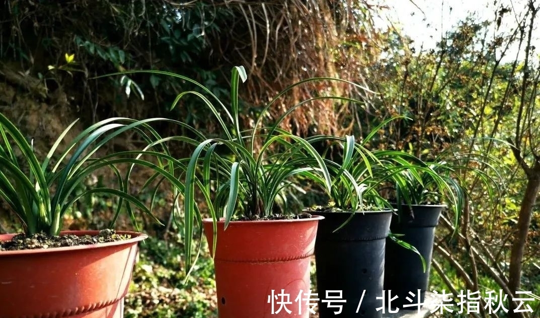 兰花要挤着长，所以不要使用大花盆？别再被误导了