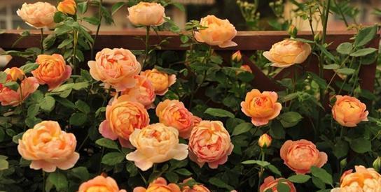 长势|4种藤本月季，长势旺花量大，养两年开出花墙，适合新手