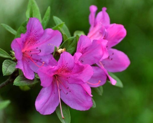 4种花漂亮不输牡丹，可盆栽种植，四季开花，很值得拥有