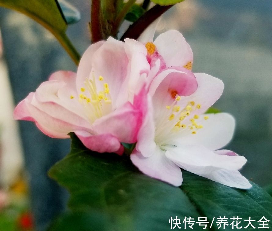 “家有罗汉松，世代不受穷”，家里有庭院，就种这4种“吉祥树”