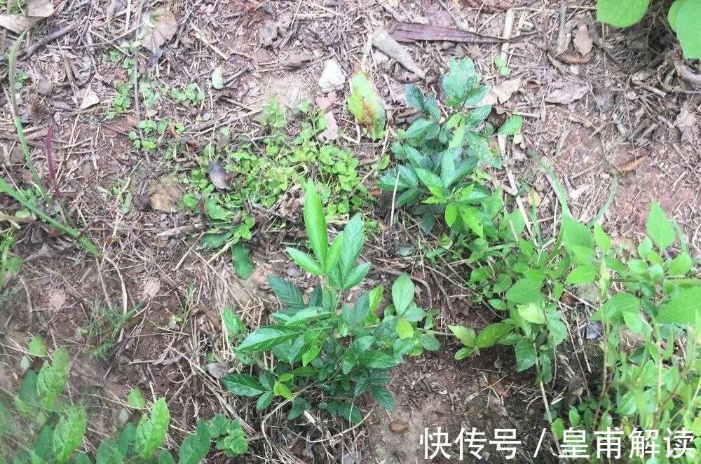 小树|人称“饿蚂蝗”,名字挺吓人,用处却很高,过去常炖肉给小孩吃