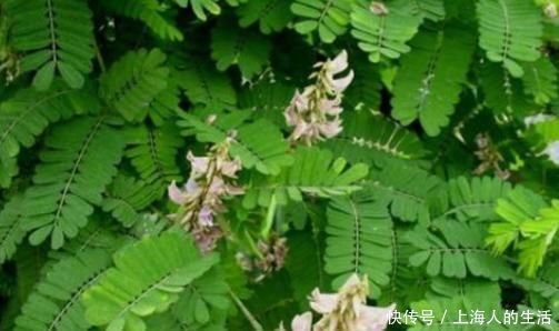 中药|乡下治胃痛的野草，也是风湿的“天敌”，其它中药统统靠边站！