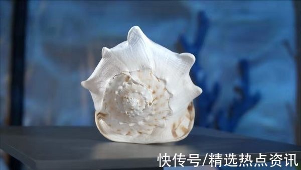 品种类#“珍稀海洋贝类展”展览开展啦 快来贵州地质博物馆打卡吧